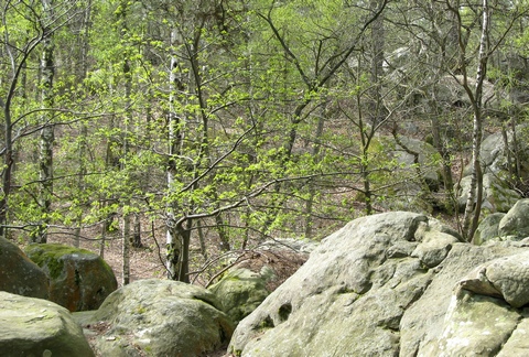 skály Fontainebleau